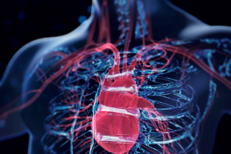 anatomical view of human heart