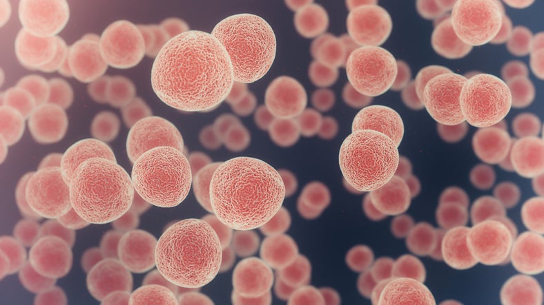 image of blood cells