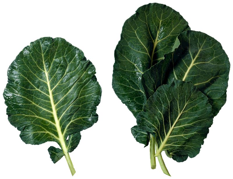 image of fresh collard greens