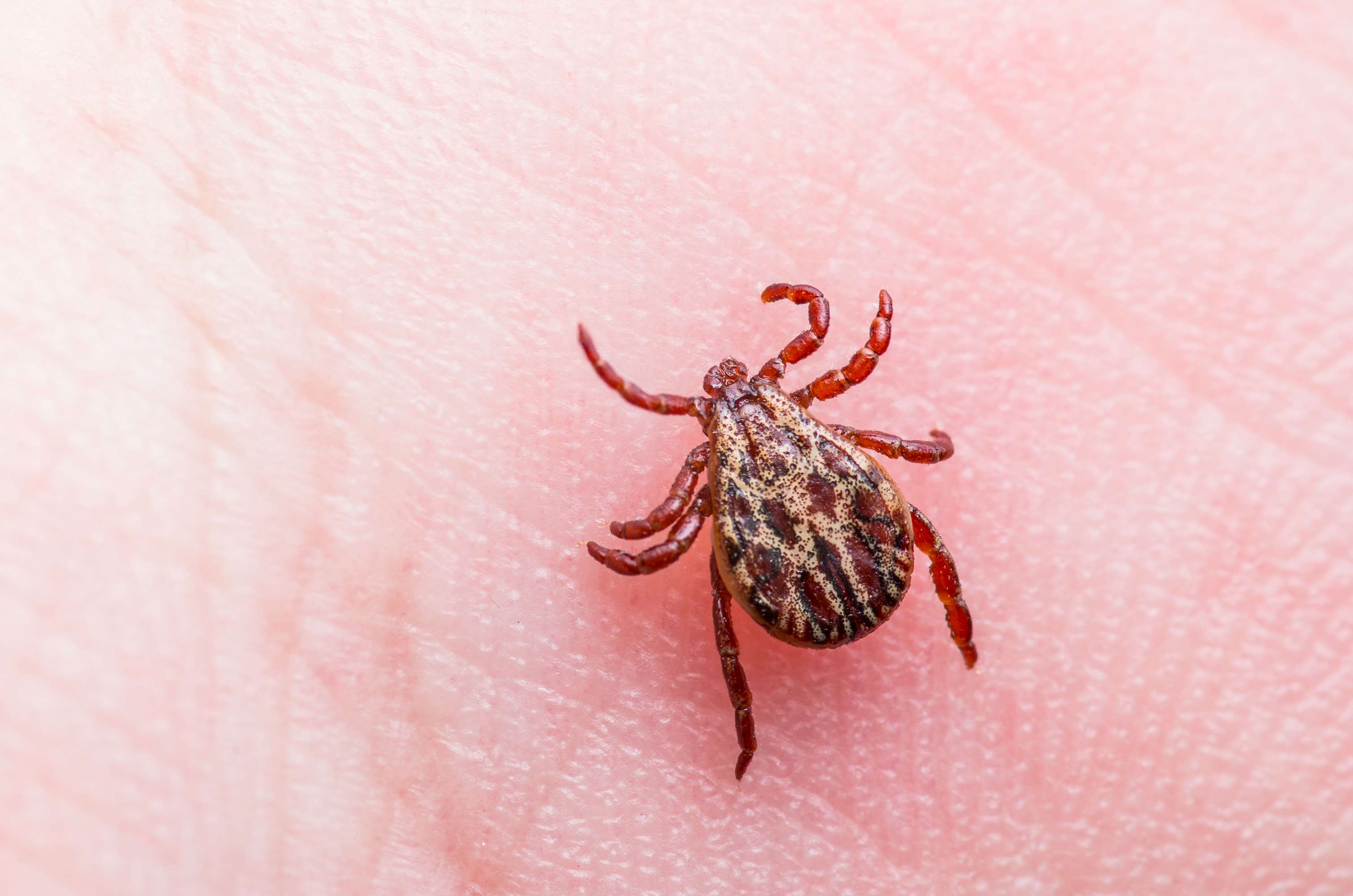 tick on skin