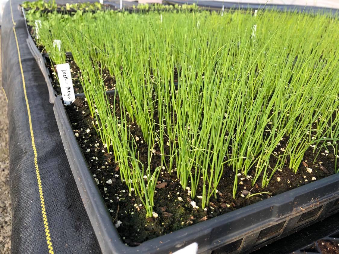 2021 Springleeks