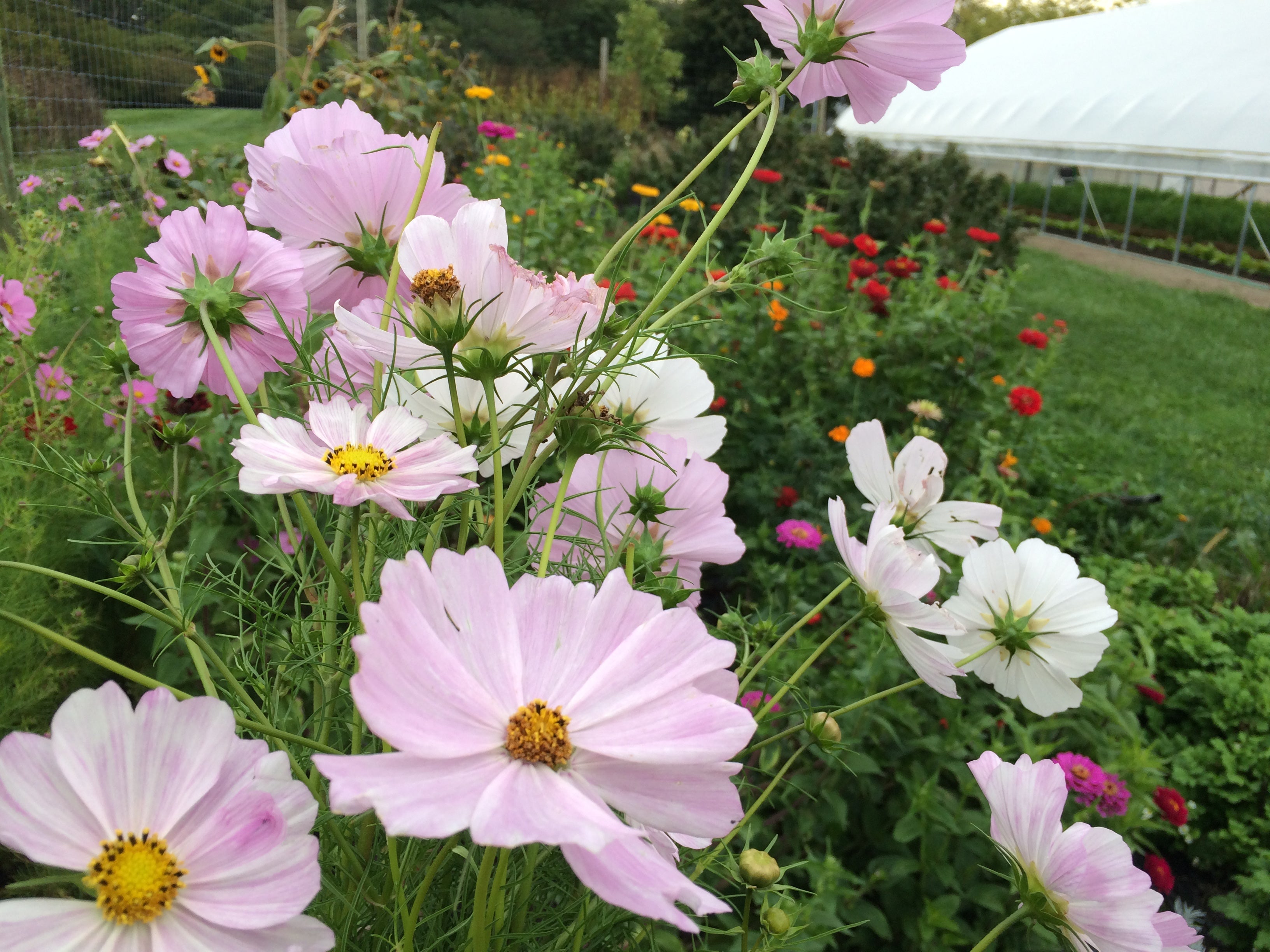 Cultivating Compassiongarden Cosmos