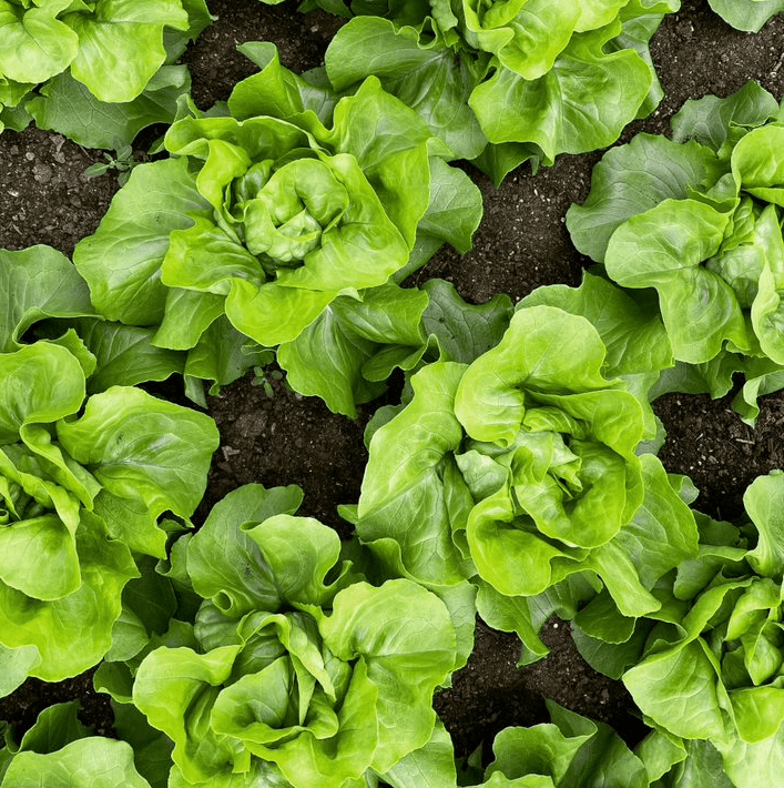 Greens