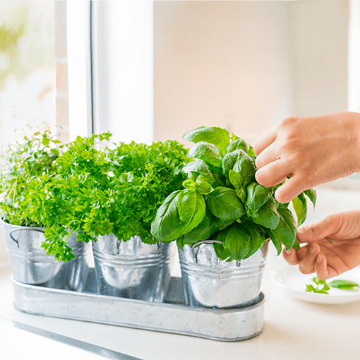 Kitchengarden 002