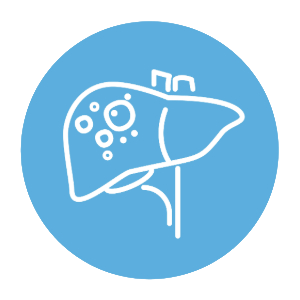 Liver