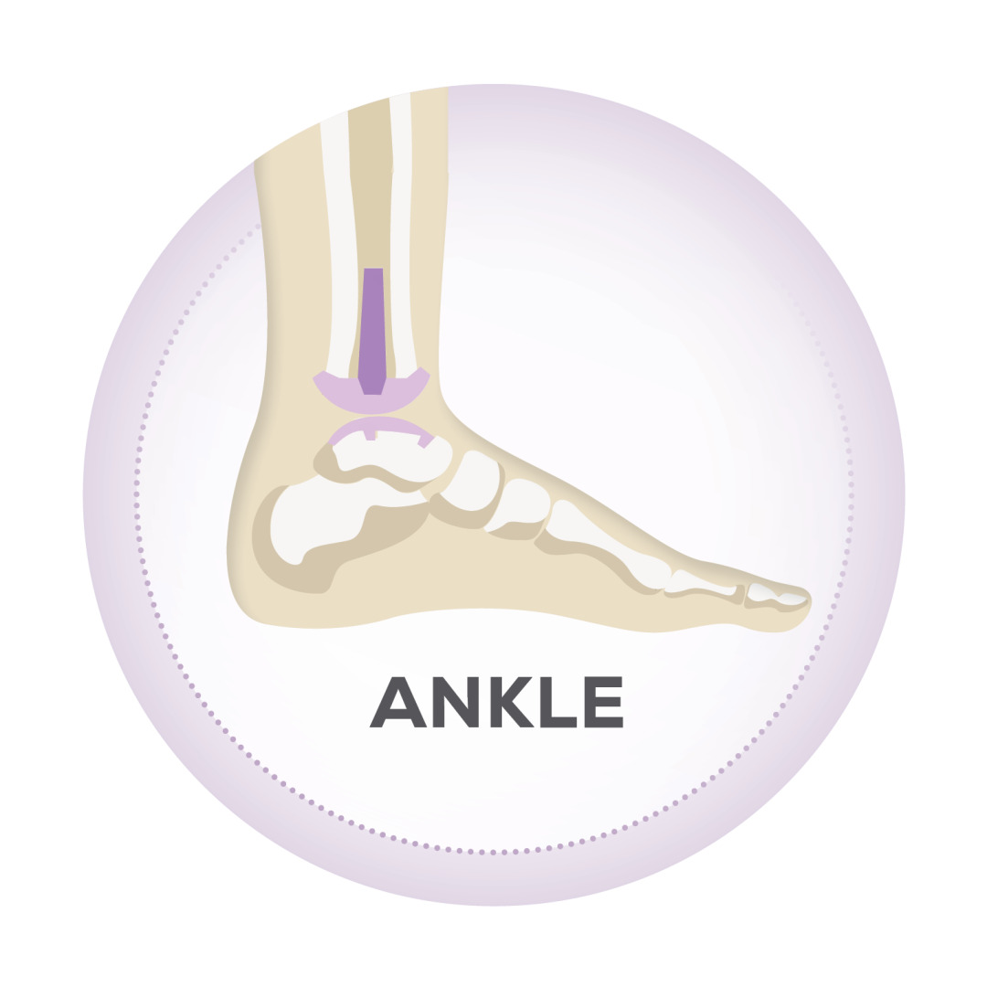 ankle