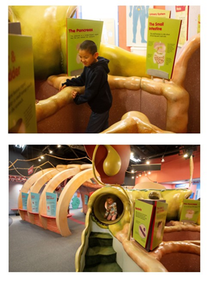 a little boy and girl play in structures shaped like a pancreas and bacteria