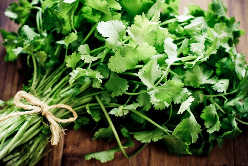 Fresh bunch of cilantro
