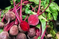 A bundle of freshly-picked beets